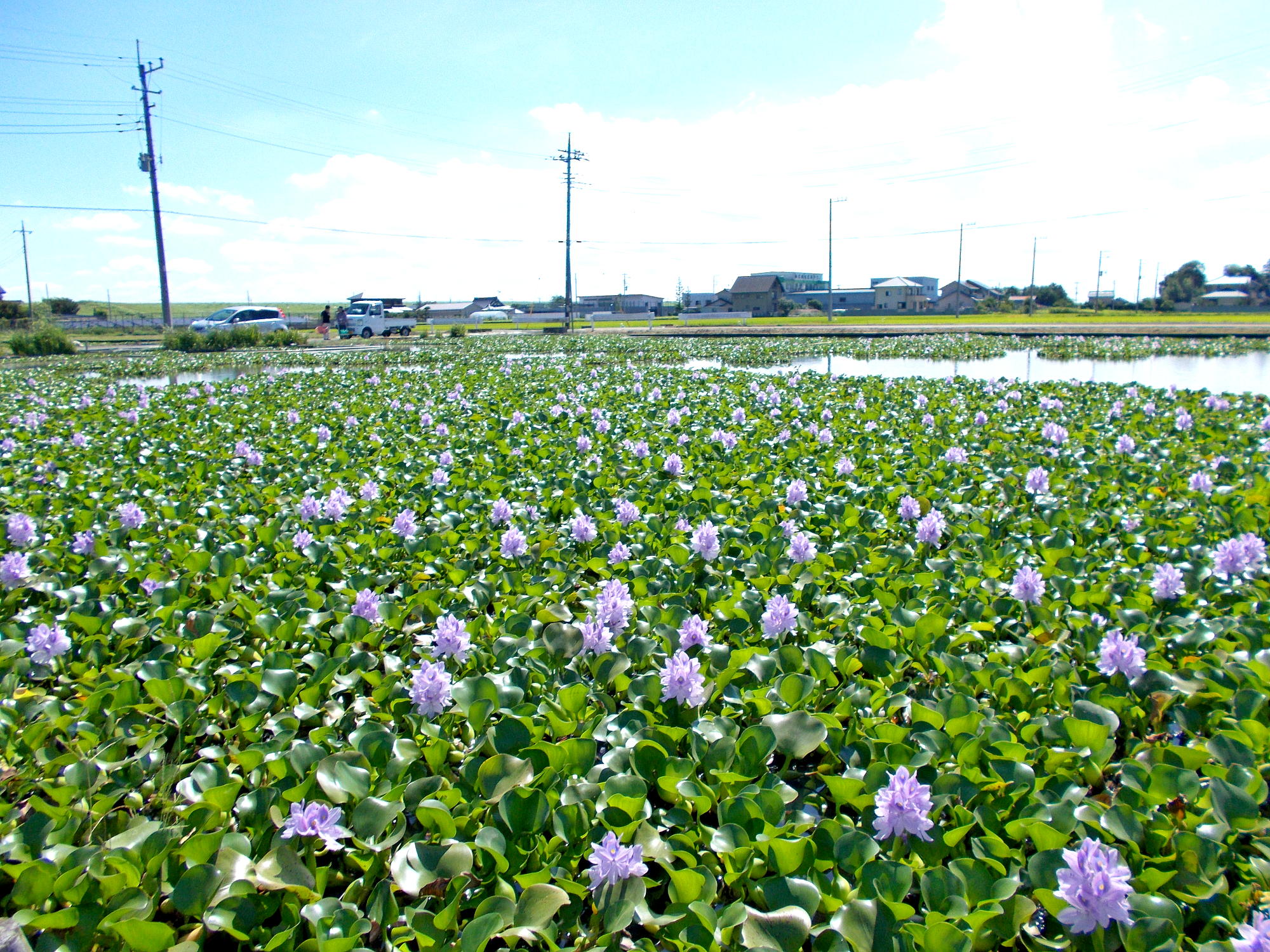 ホテイアオイの花