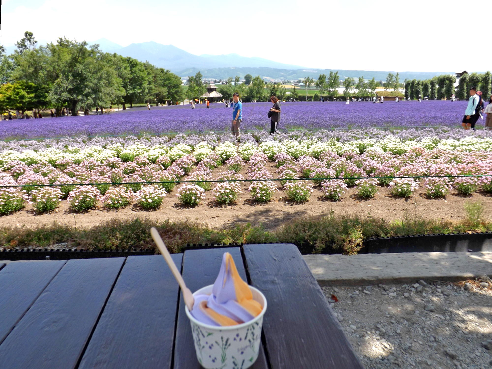 ファーム富田